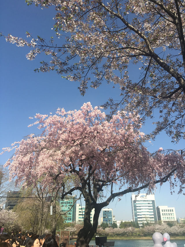 석촌호수, 벚꽃 필 무렵