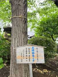 養源寺🇯🇵には七福神の恵比寿様がいるよ🙏⟡.·