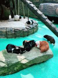 “Zoo Negara Malaysia: The Perfect Summer Adventure for Kids” 