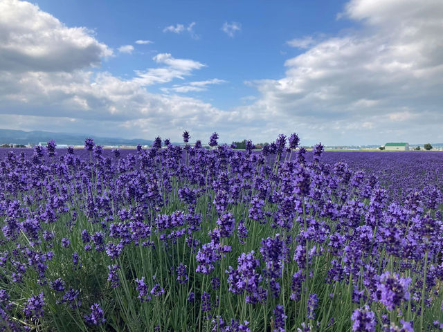 送上最新 #富田農場🇯🇵 薰衣草花況 🪻
