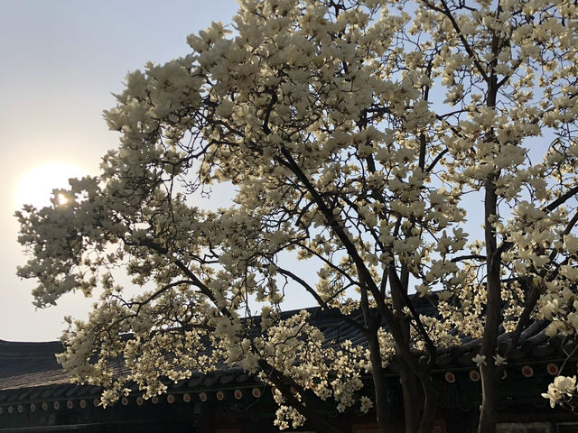 Haenggung-dong (행궁동)