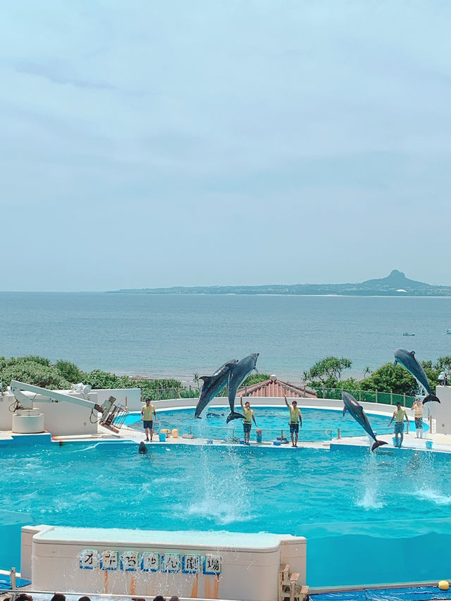 🐋오키나와에서 가장 유명한 추라우미 수족관