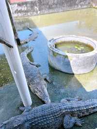 Croc Spotting at Teluk Sengat Crocodile Farm