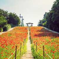 Solo Escape to Olympic Park’s Wildflower Field: Seoul’s Natural Sanctuary** 🌼🌿  