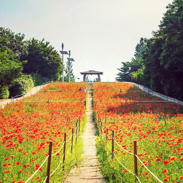 Solo Escape to Olympic Park’s Wildflower Field: Seoul’s Natural Sanctuary** 🌼🌿  
