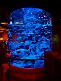 The Sea Shell-越南最大的水族館，吸睛巨型海龜造型