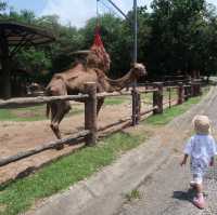 NIGHT SAFARI จ.เชียงใหม่