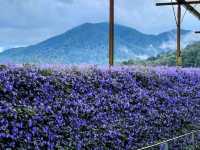 Lavender Garden – A Floral Escape in Cameron Highlands, Malaysia