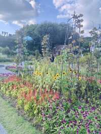 Sunflower Garden Walk: Everland, Korea