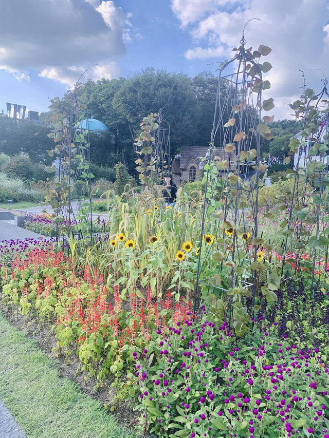 Sunflower Garden Walk: Everland, Korea