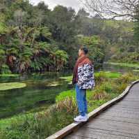 Te Waihou Walkway – New Zealand’s Hidden Gem of Crystal Waters 