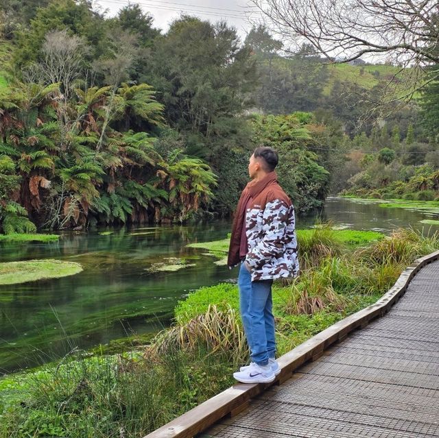 Te Waihou Walkway – New Zealand’s Hidden Gem of Crystal Waters 