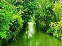 Xixi Wetland- Hailed As the "Kidney of Hangzhou"