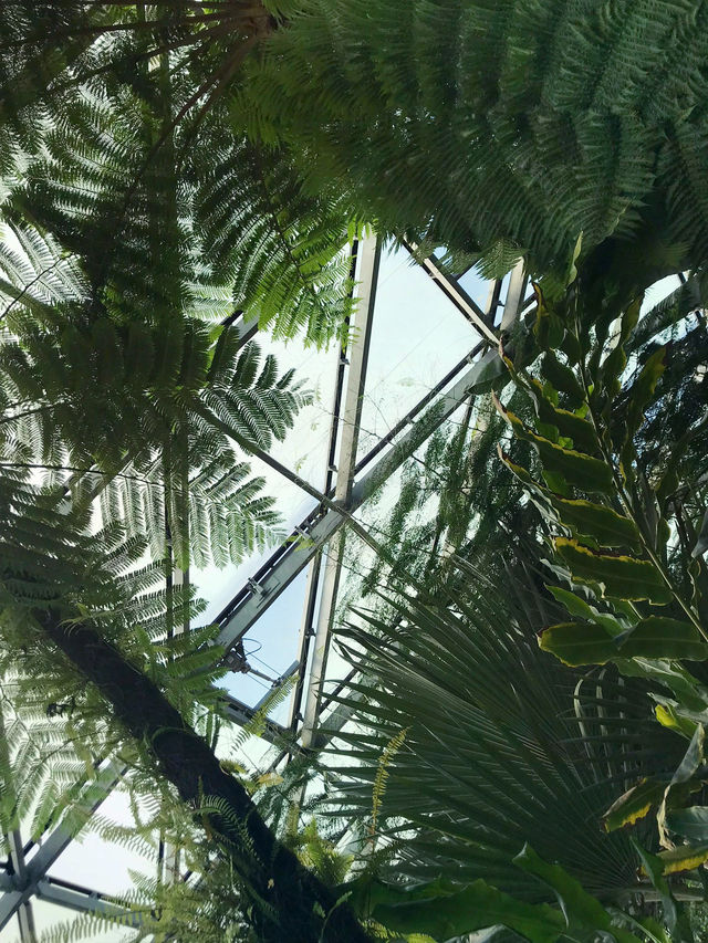 🌿都会のオアシスで、南国植物に癒される新宿御苑 温室 