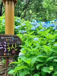 형형색색 수국