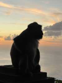 The Wild Monkeys of Bali: Playful, Sacred & Free