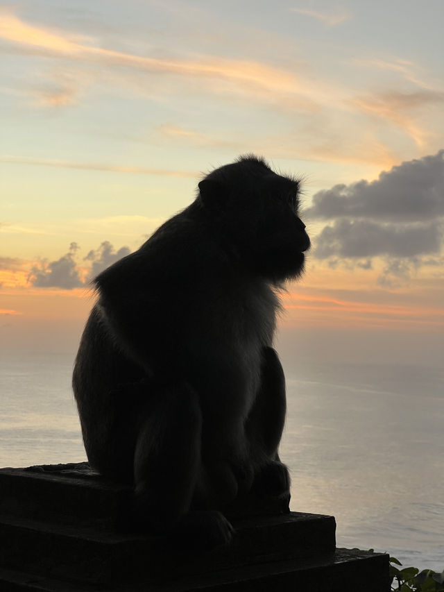 The Wild Monkeys of Bali: Playful, Sacred & Free