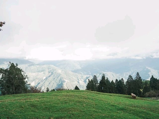 Cloudy Meadows and Friendly Sheep at Qingjing Farm