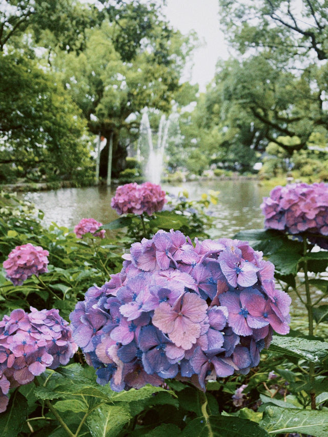 Dazaifu Tenmangu, Summer in Fukuoka ☀️ Dazaifu Tenmangu, Summer in Fukuoka ☀️