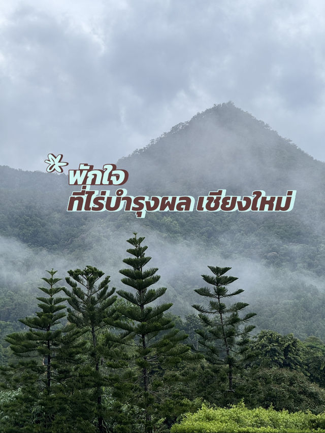🌿✨ หนีความวุ่นวายในเมือง แล้วไปพักใจที่ ไร่บำรุงผ