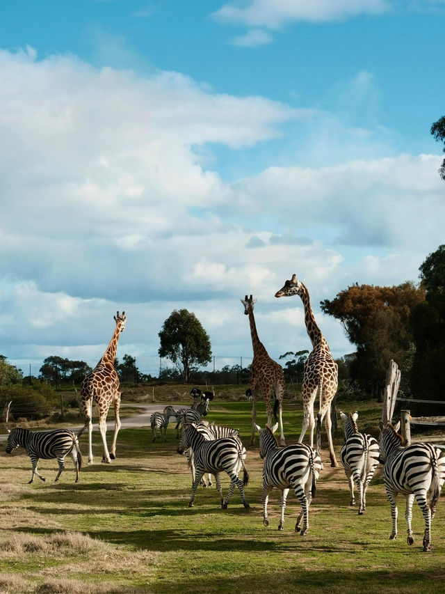 Werribee Zoo|墨爾本近郊的野生奇遇 Werribee Zoo|墨爾本近郊的野生奇遇