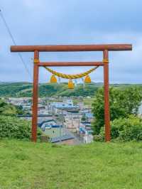 【禮文島|花海與海風交織的極北之境】