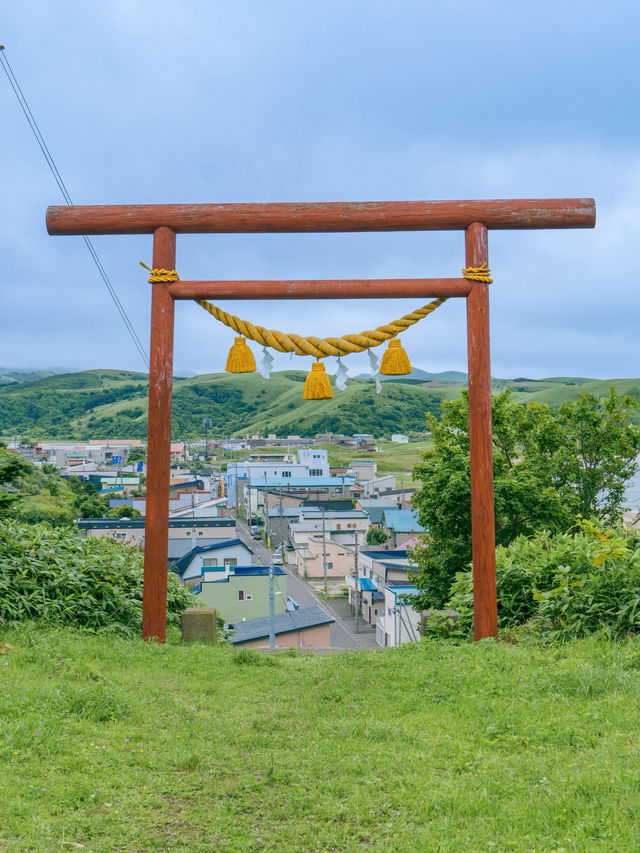 【禮文島|花海與海風交織的極北之境】 【禮文島|花海與海風交織的極北之境】