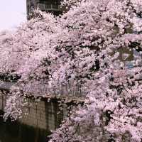 文京・関口 神田川沿いの桜を狙う — 撮影ポイント＆ランチガイド