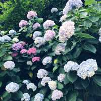 🌸横須賀・三笠公園の紫陽花撮影とグルメ散策