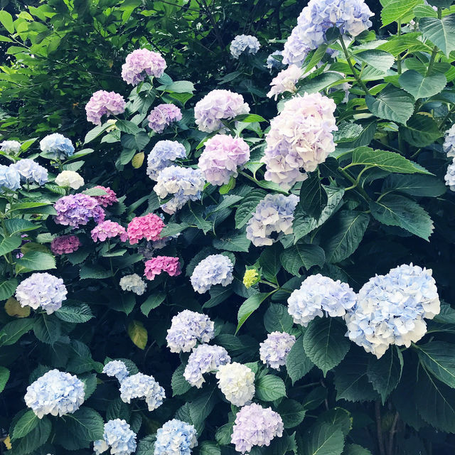 🌸横須賀・三笠公園の紫陽花撮影とグルメ散策