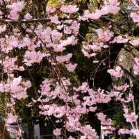 🌷横浜公園のチューリップと近場観光の組み合わせプラン