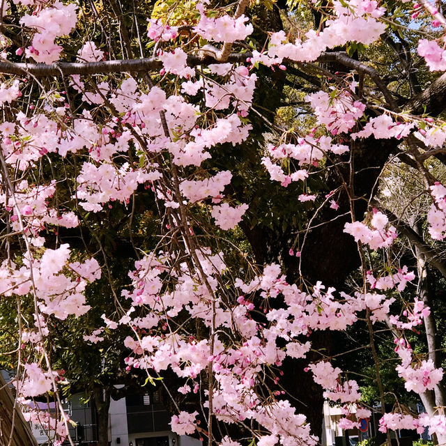 🌷横浜公園のチューリップと近場観光の組み合わせプラン