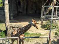台北親子游必看動物園攻略✨台中市動物園