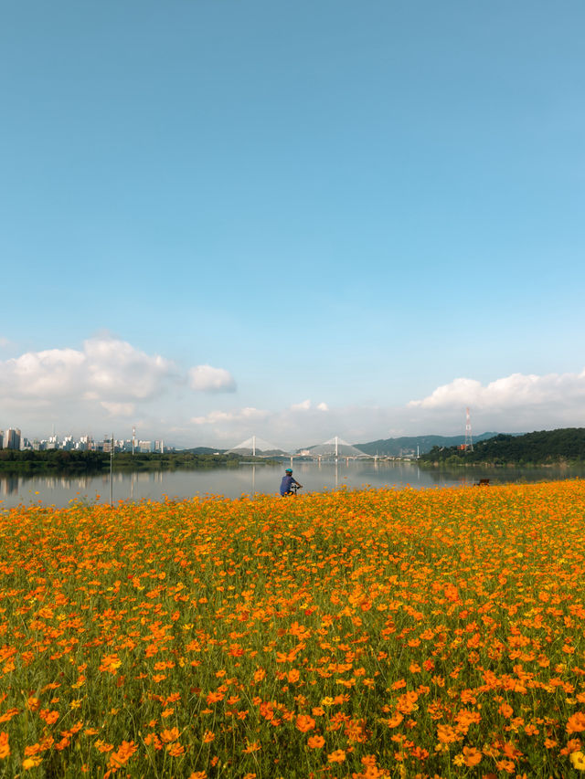 한강 따라 이어진 황화코스모스 🧡
