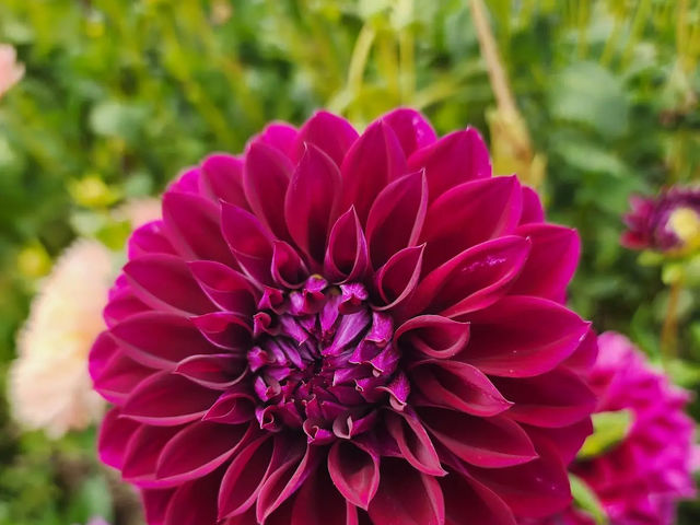 Filoli Garden (필롤리 가든, 캘리포니아)