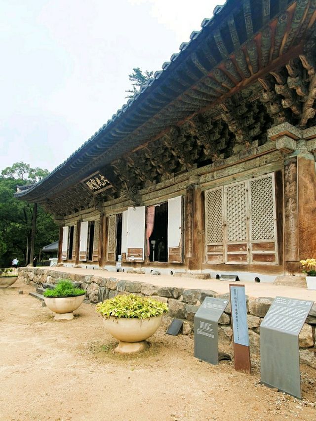 🌰 알밤처럼 영근 절, 공주 마곡사