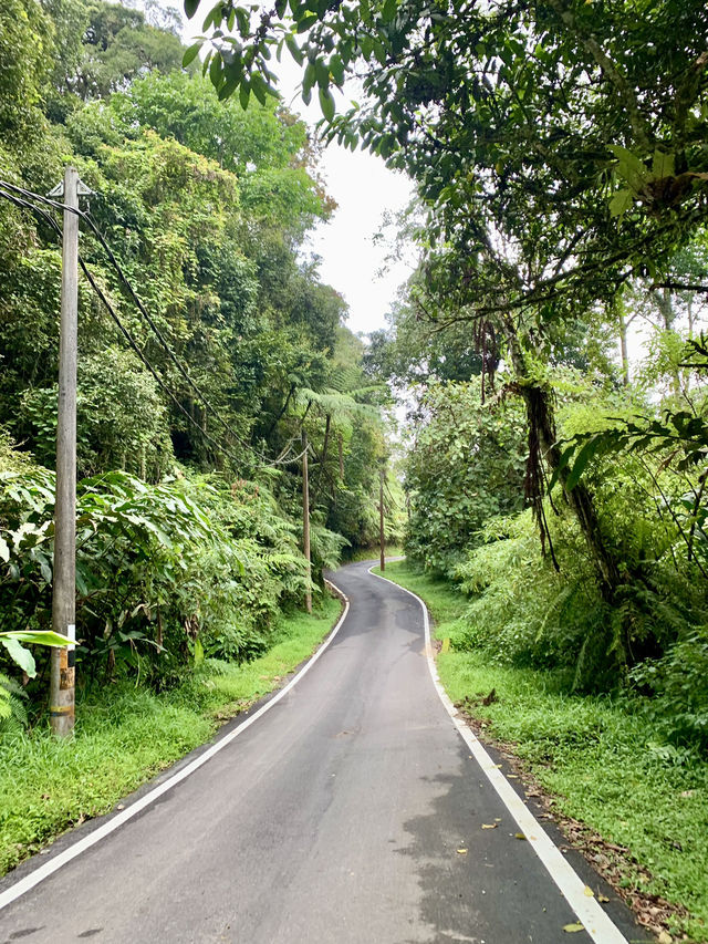 Hiking Cameron Highlands: Trails, Waterfalls & Panoramic Views