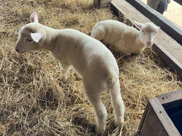 Akha FarmVille 🐑🎠⛰️