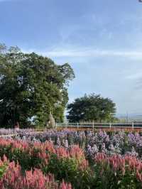 ฟาร์มดอกไม้สงขลา กบางหุบเขา