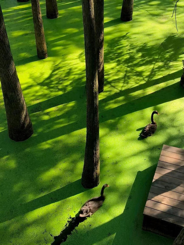 Qingshan Lake Water Forest, Hangzhou 🌿💧