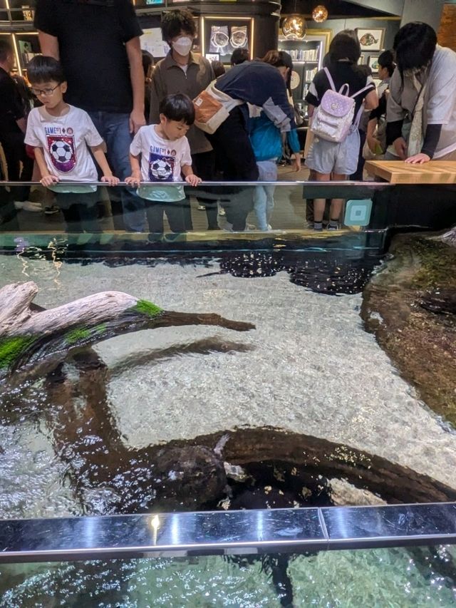【神戸の水族館】水族館の年パス買うならココでしょ！