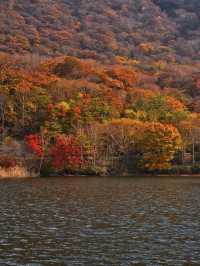【穴場の紅葉】観光攻略付‼️赤城山で最も雄大な紅葉と水鏡の絶景を楽しむ🌊 🍁⛩️✨