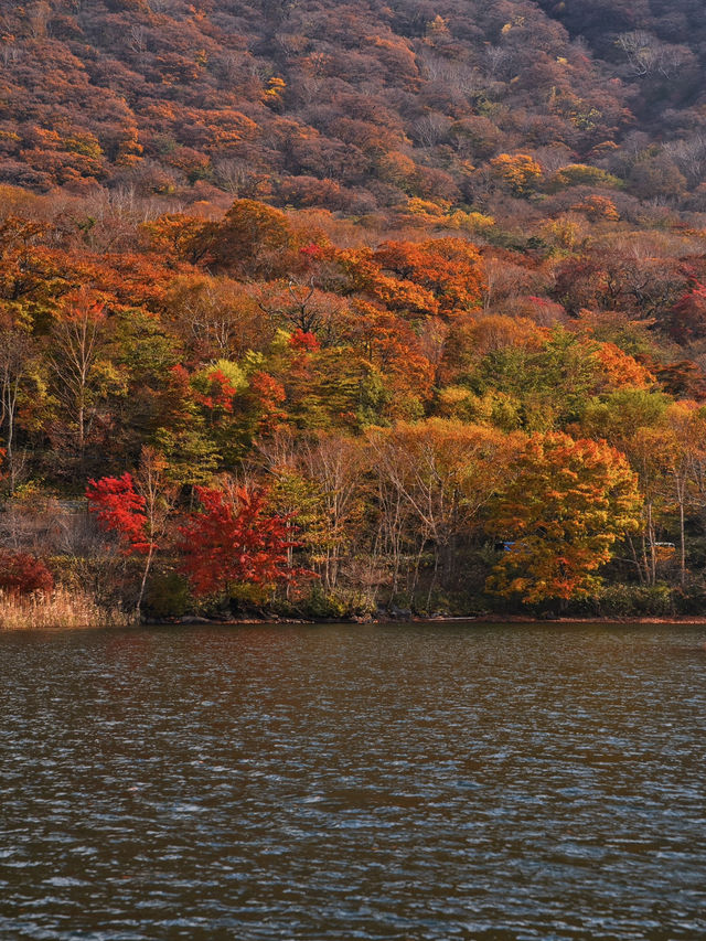【穴場の紅葉】観光攻略付‼️赤城山で最も雄大な紅葉と水鏡の絶景を楽しむ🌊 🍁⛩️✨