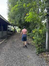 ร้านพิราบขาว อาหารป่า อ.สูงเนิน โคราช