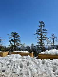 Yulong Snow Mountain : Golden Glow & White Snow
