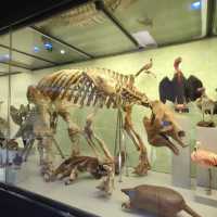 Natural History Museum of the University of Zurich: Where Science and Wonder Meet