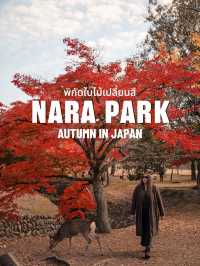 🍂 Autumn in Nara Park🍁🫎