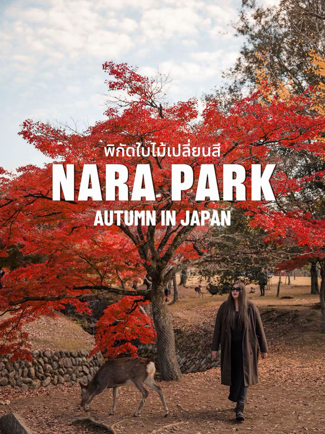 🍂 Autumn in Nara Park🍁🫎