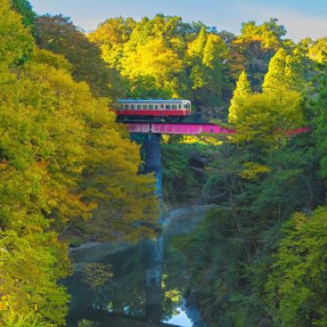 가을의 색채를 담은 열차가 은행나무 숲을 가로지르다 - 치바 코미나토 철도
