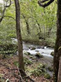 日本青森奧入瀨溪流